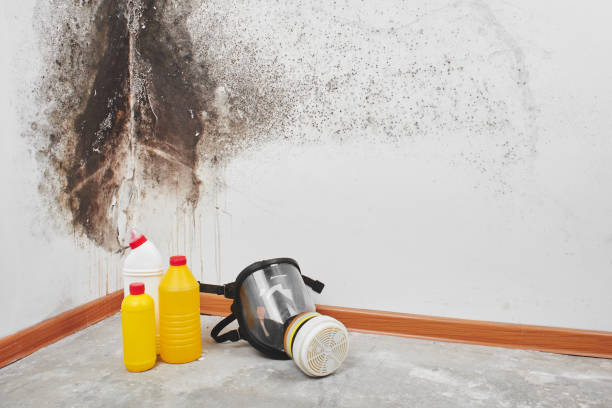 Best Mold Testing  in Seatac, WA