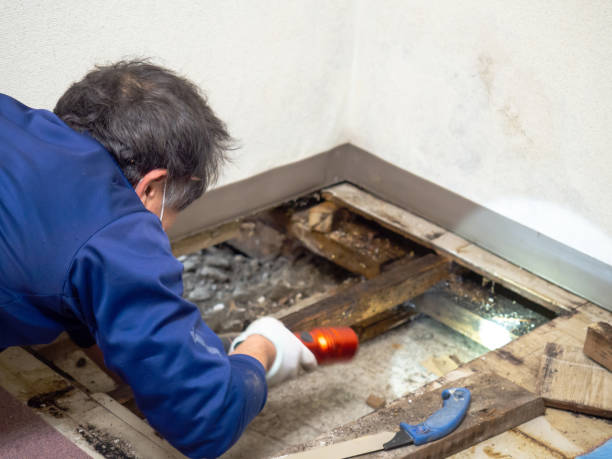 Best Residential Mold Removal  in Seatac, WA