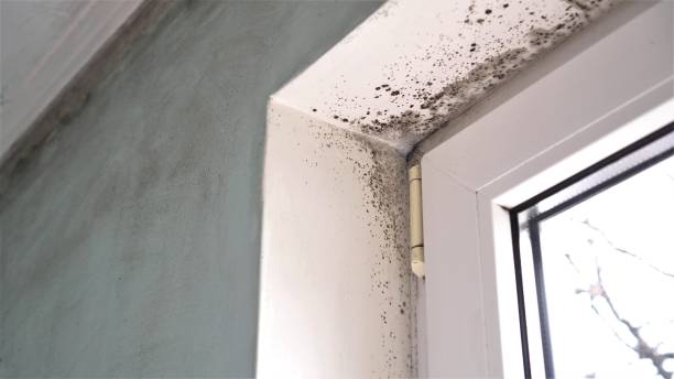 Best Fast Mold Removal  in Seatac, WA