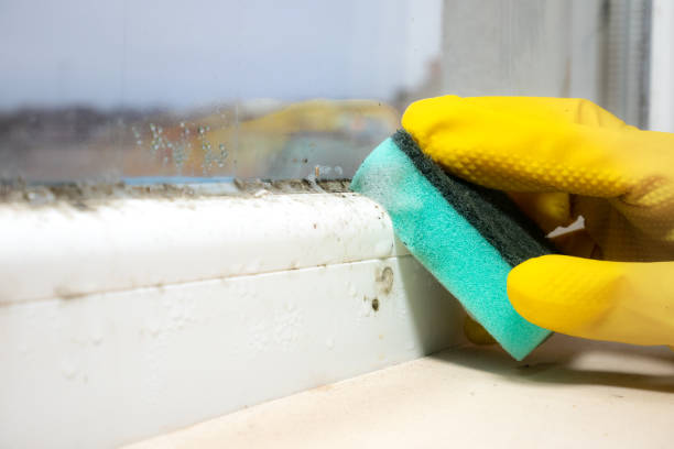 Best Office Mold Removal Services  in Seatac, WA