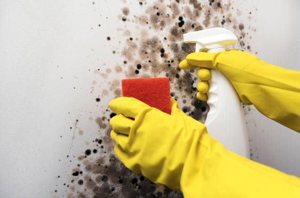 Best Mold Damage Repair  in Seatac, WA