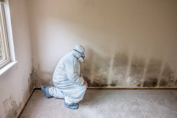 Best Toxic Mold Removal  in Seatac, WA