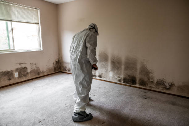 Professional Mold Removal in Seatac, WA