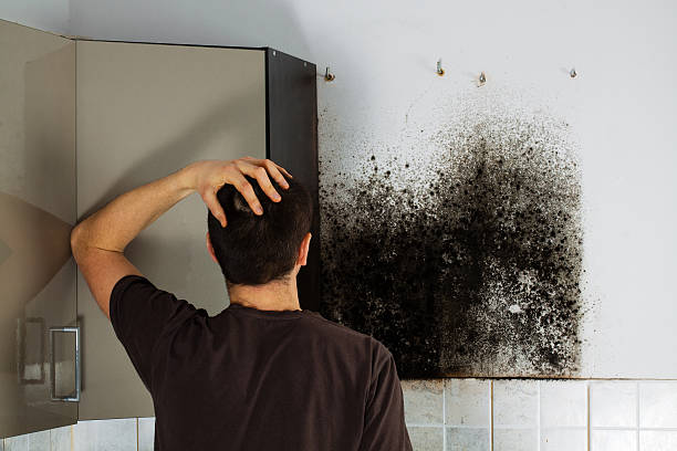 Best Mold Removal Near Me  in Seatac, WA