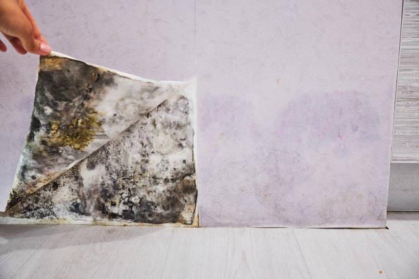 Best Toxic Mold Removal  in Seatac, WA